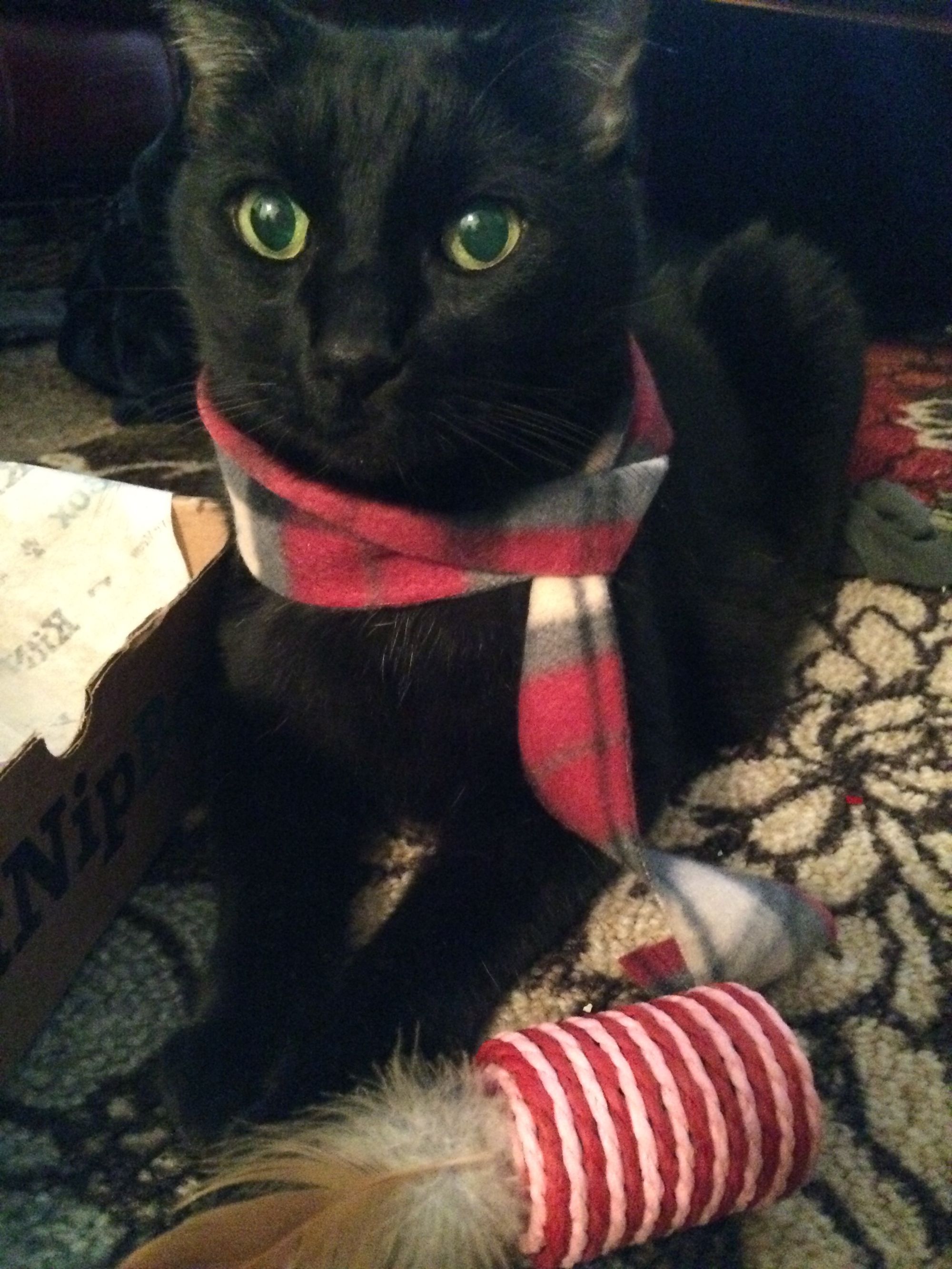 alcatraz scarf.jpg