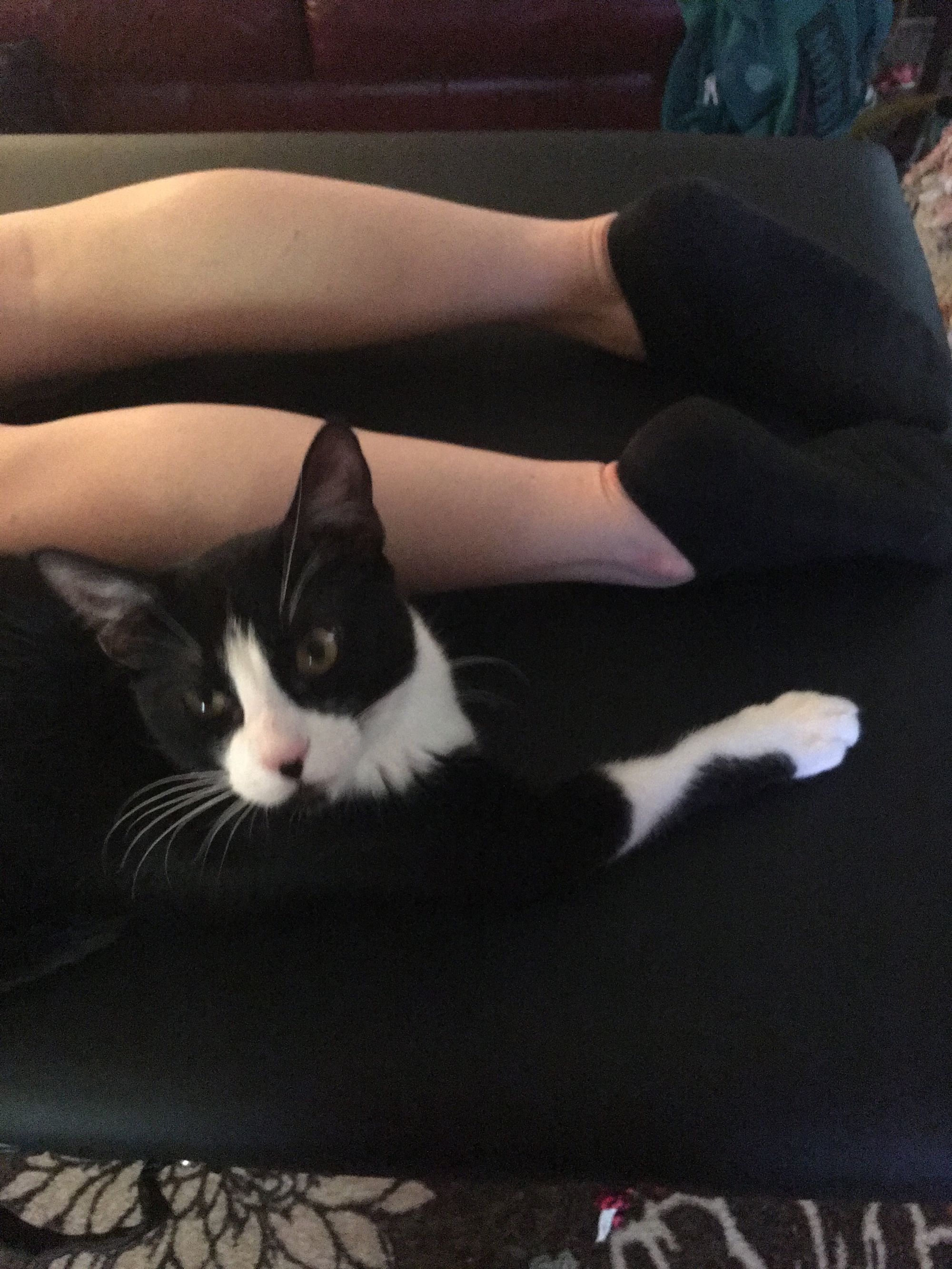 Reiki Roo Roo .jpg