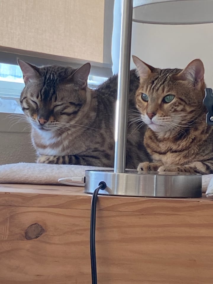 Our BEST Meditation Teachers Are All Around Us